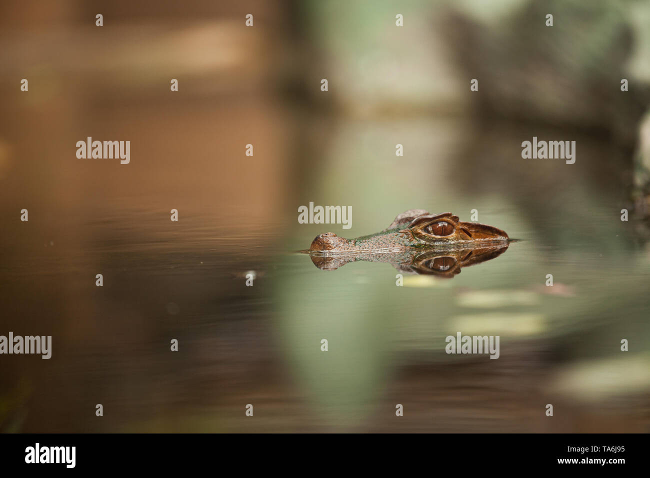 Caiman se cacher sous l'eau Banque D'Images