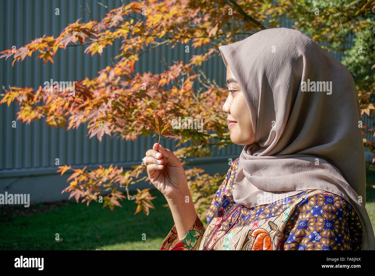 Un voyageur d'une femme musulmane, porter un hijab et vêtements batik, regardait le feuilles d'érable qu'elle ramassait du côté de l'érable Banque D'Images