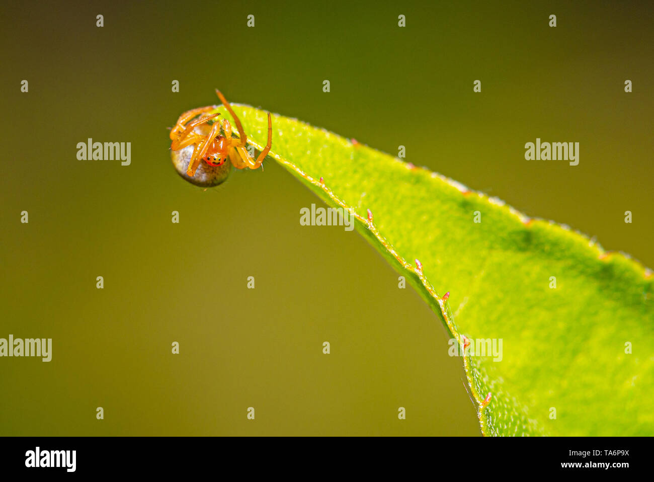 Photo horizontale de guérir petite araignée. Spider a beau corps orange et les jambes. Insecte est perché sur un congé de petit arbre vert visible avec les yeux. Banque D'Images