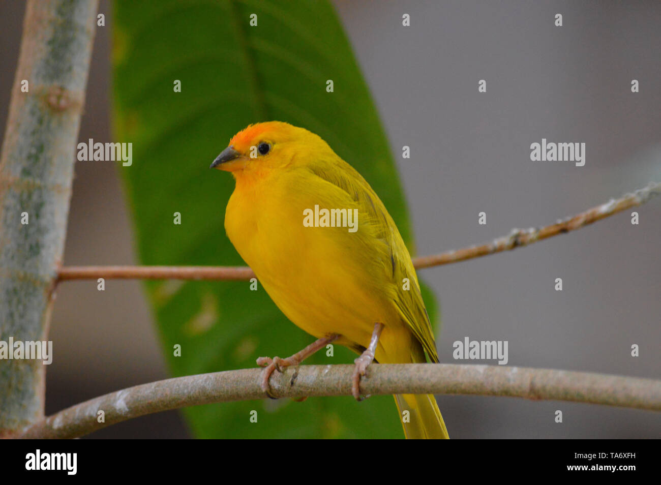 Finch jaune sur une feuille Banque D'Images