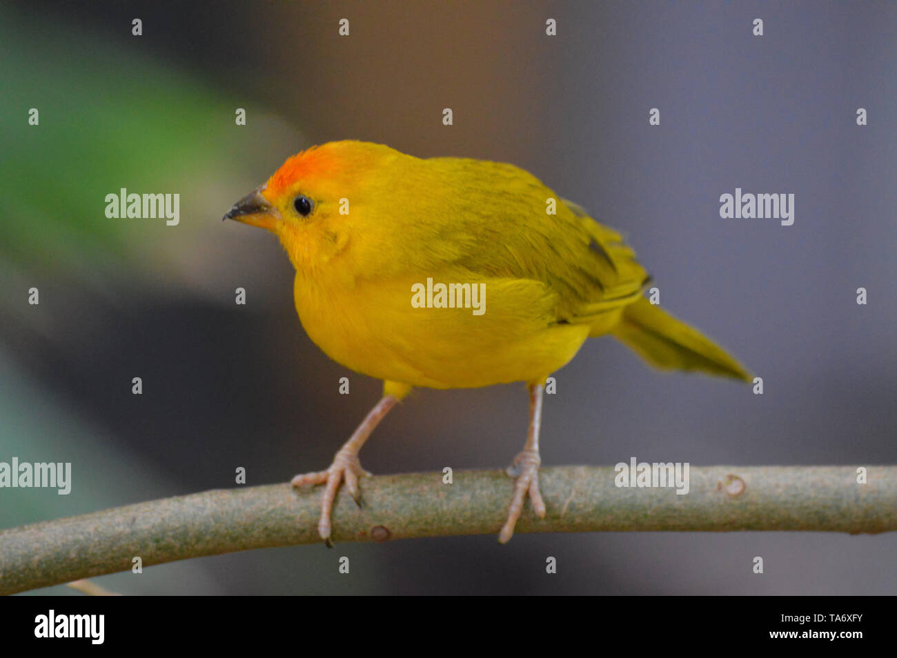 Finch jaune sur une feuille Banque D'Images