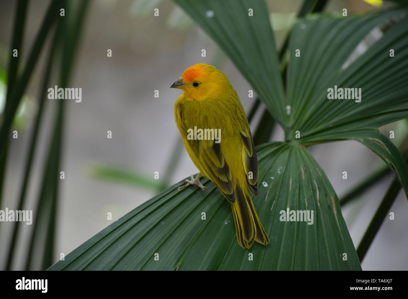 Finch jaune sur une feuille Banque D'Images
