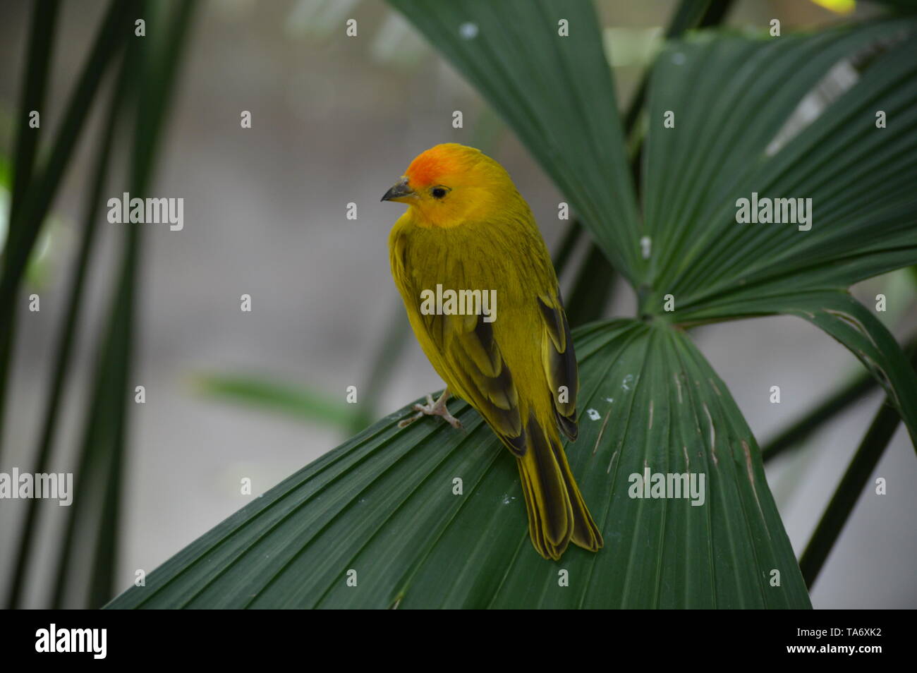 Finch jaune sur une feuille Banque D'Images