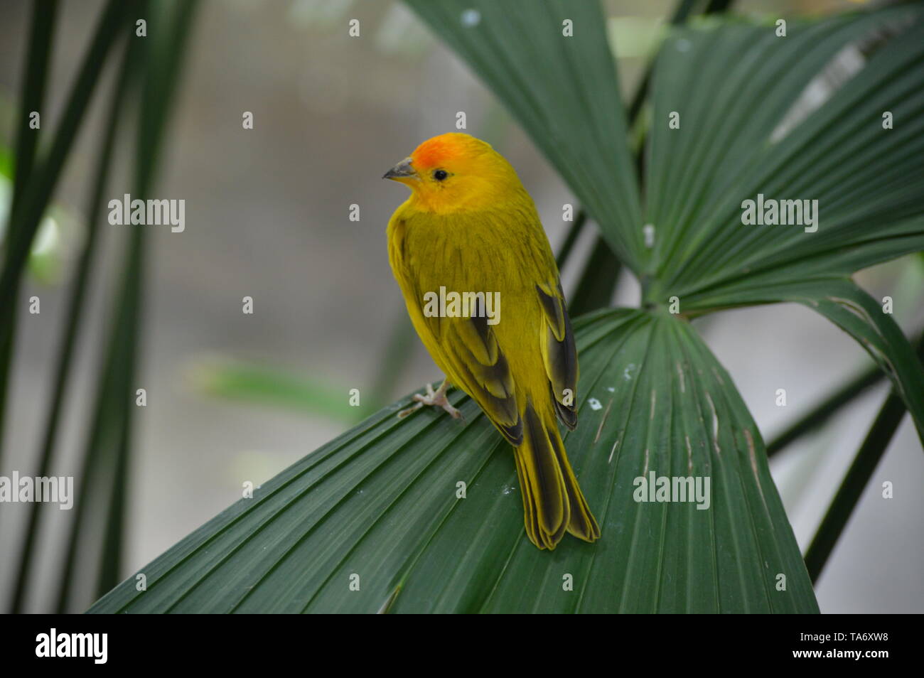 Finch jaune sur une feuille Banque D'Images