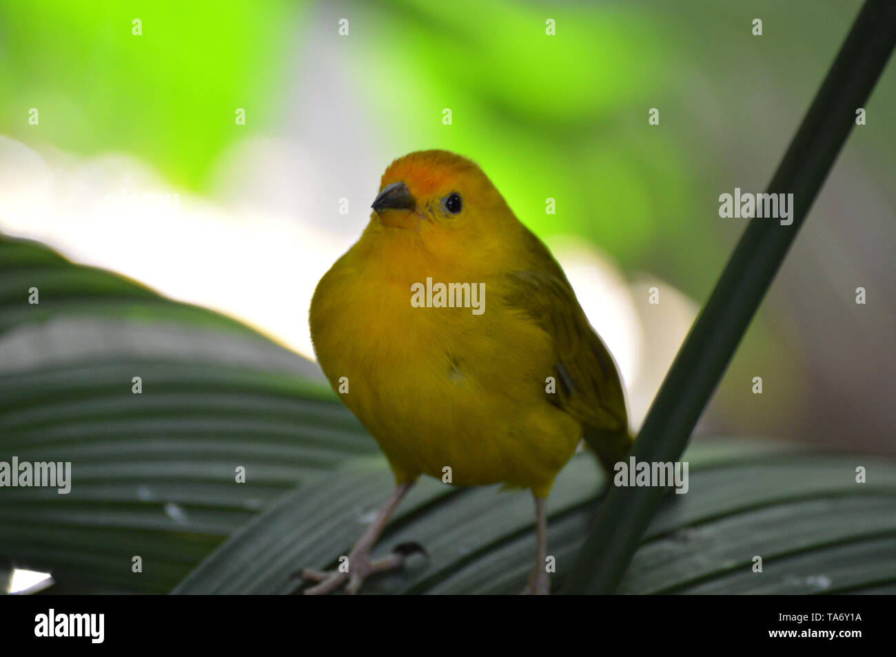 Finch jaune sur une feuille Banque D'Images