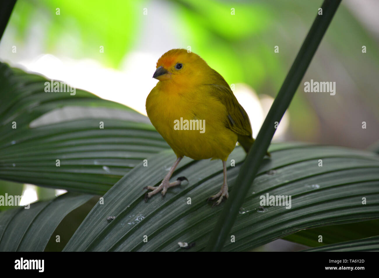 Finch jaune sur une feuille Banque D'Images