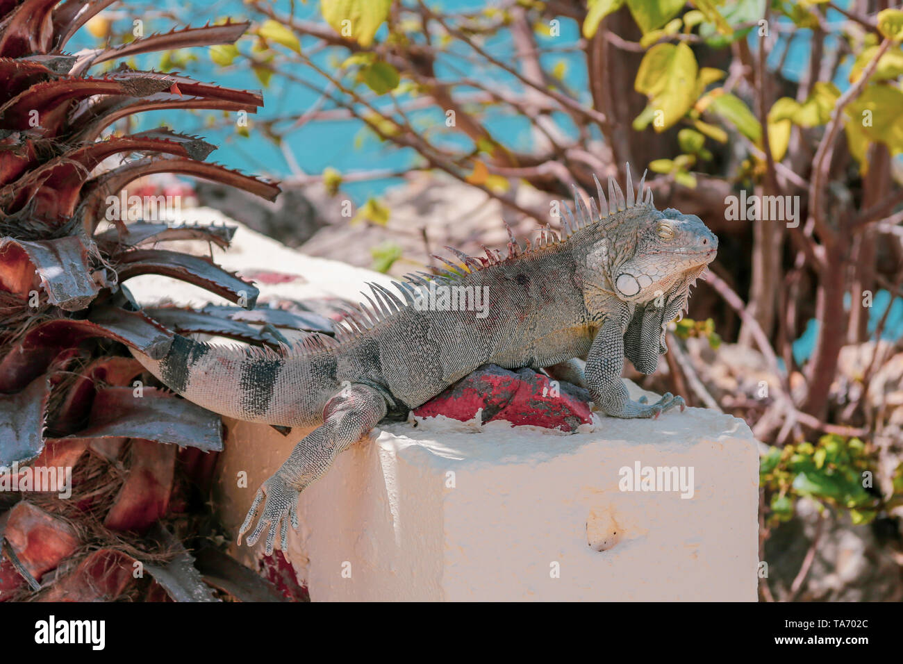 Grande Iguana avec les yeux fermés sous l'ombre d'un Arbre avec l'océan bleu au loin - Iguana assis sur la clôture d'homme Banque D'Images