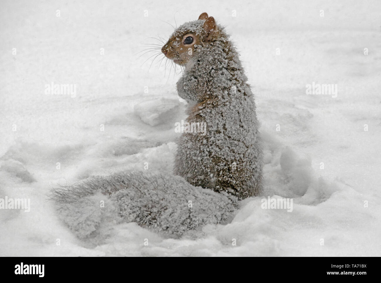 L'Écureuil gris (Sciurus carolinensis) arracher et manger des noix, stockées, d'hiver E Amérique du Nord, par aller Moody/Dembinsky Assoc Photo Banque D'Images