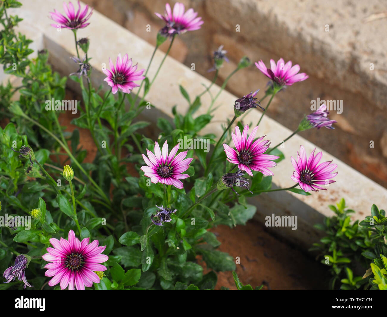 Osteospermum fruticosum, également appelé African daisy, daisy bush ou African moon est une herbacée arbustive, semi succulent plante en fleurs. Fleurs blanches. Banque D'Images Osteospermum fruticosum, également appelé African daisy, daisy bush ou African moon est une herbacée arbustive, semi succulent plante en fleurs. Fleurs blanches. Banque D'Images