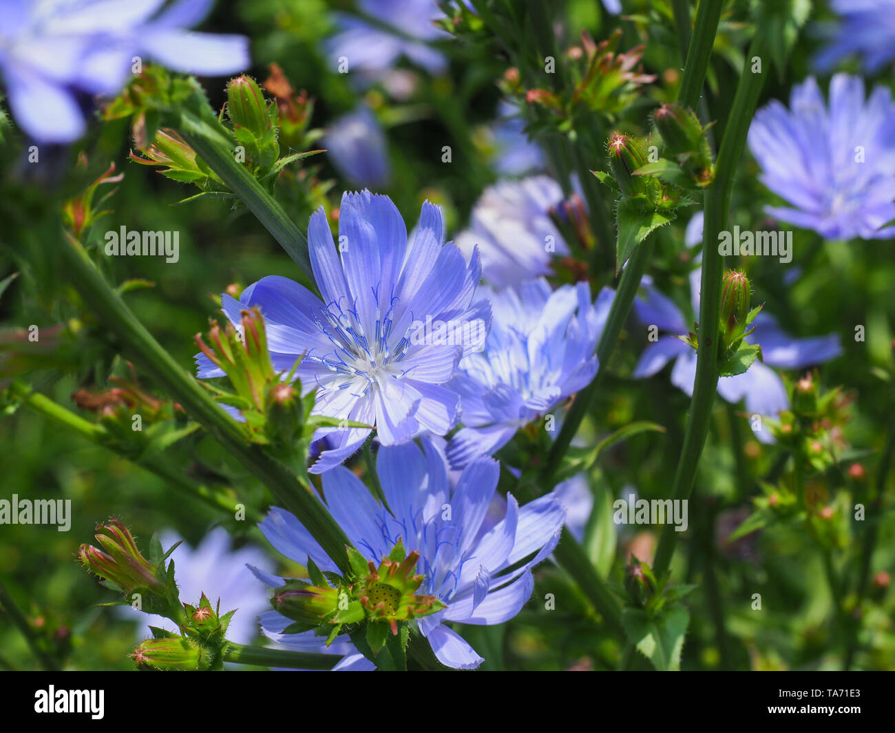 Chicorée Cichorium intybus ou commune de fleurs bleu, communément appelé marins comestibles, café de chicorée, succory de mauvaises herbes est une plante vivace herbacée Banque D'Images
