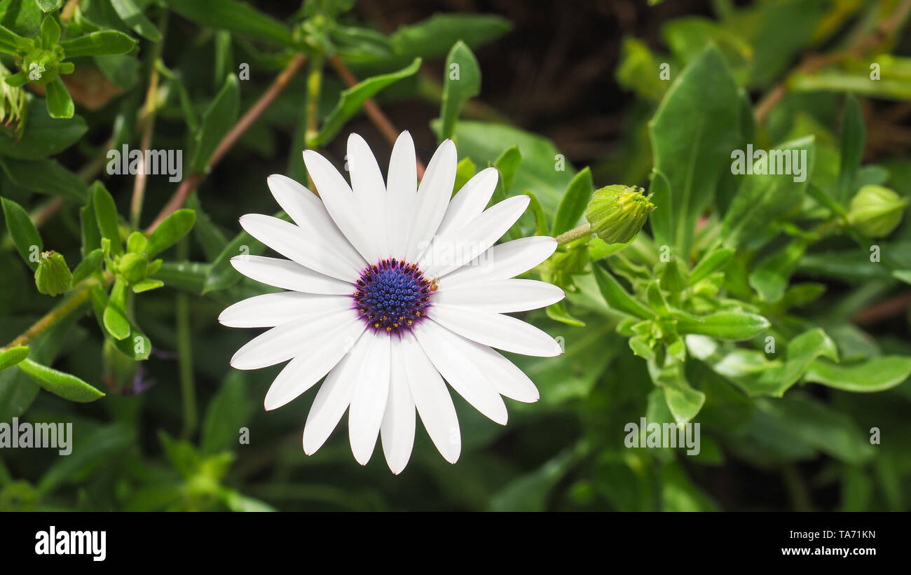 Osteospermum fruticosum, également appelé African daisy, daisy bush ou African moon est un rosier, de fleurs blanches avec des taches jaune et pourpre au centre. Banque D'Images Osteospermum fruticosum, également appelé African daisy, daisy bush ou African moon est un rosier, de fleurs blanches avec des taches jaune et pourpre au centre. Banque D'Images