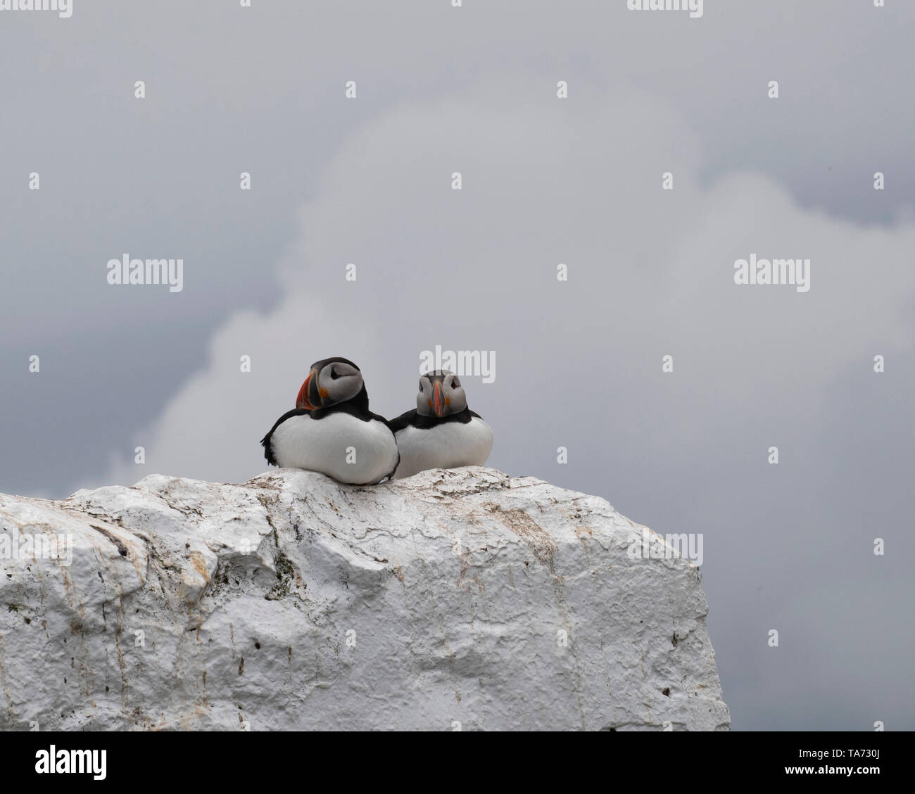 Deux macareux assis sur un mur blanchi à la chaux Banque D'Images