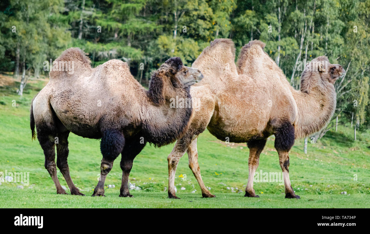 Deux chameaux de Bactriane domestiqués (Camelus bactrianus) dans un pâturage permanent Banque D'Images