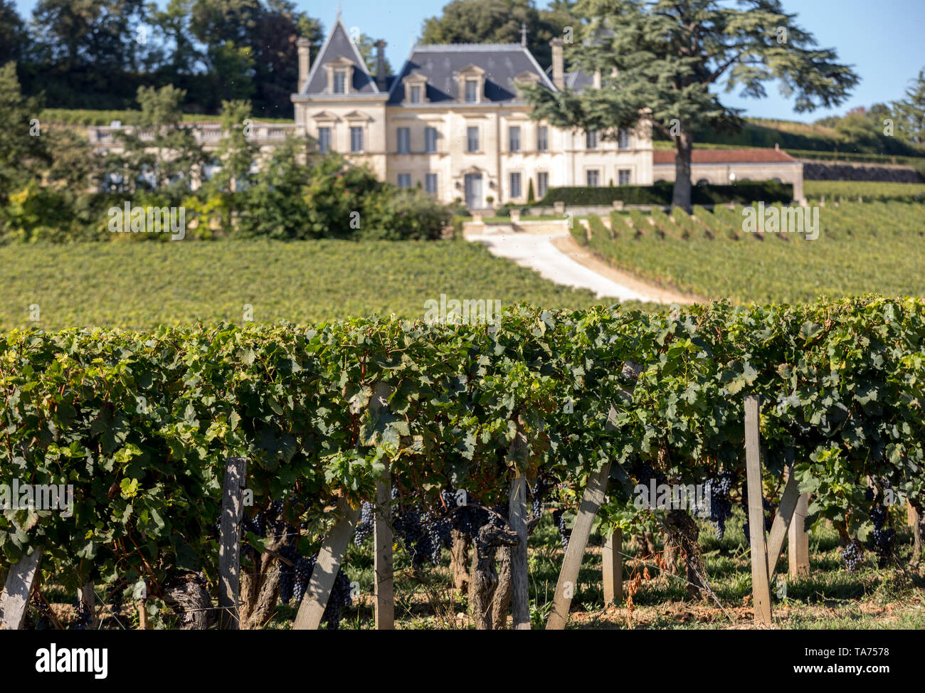 Saint Emilion, France - 11 septembre 2018 : vignoble de Château Fonplegade - nom (littéralement fontaine de l'abondance) a été calculée à partir de l'historique 13e ec Banque D'Images