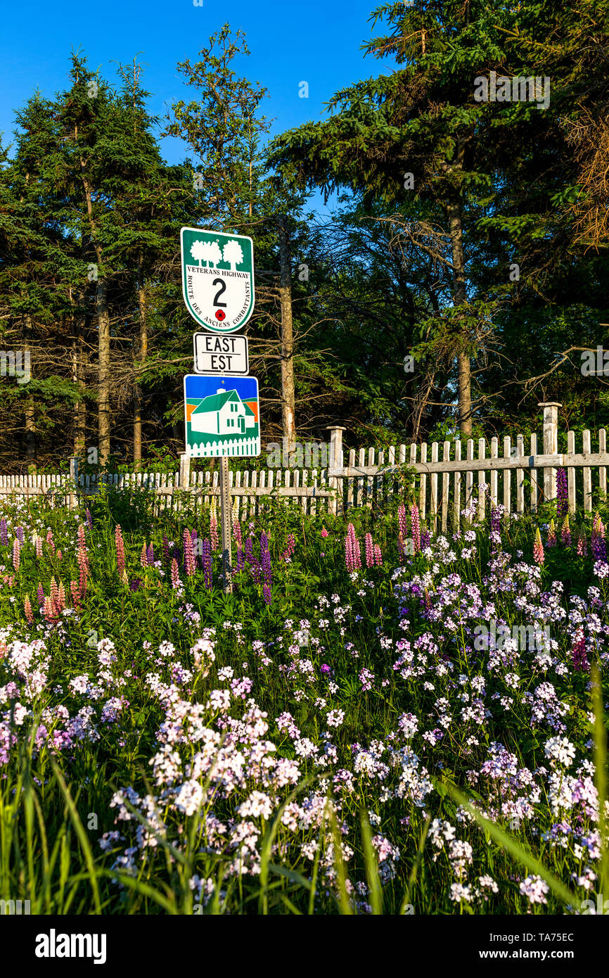Côte des pignons verts, une route panoramique sur l'Île du Prince Édouard. Banque D'Images