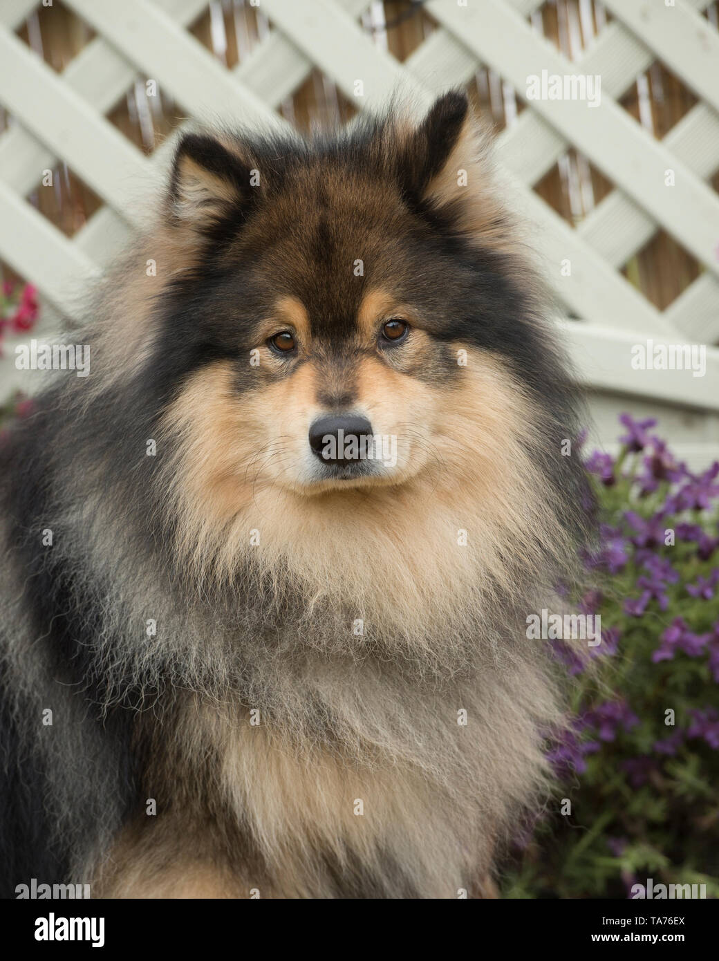 Finnish Lapphund Banque D'Images