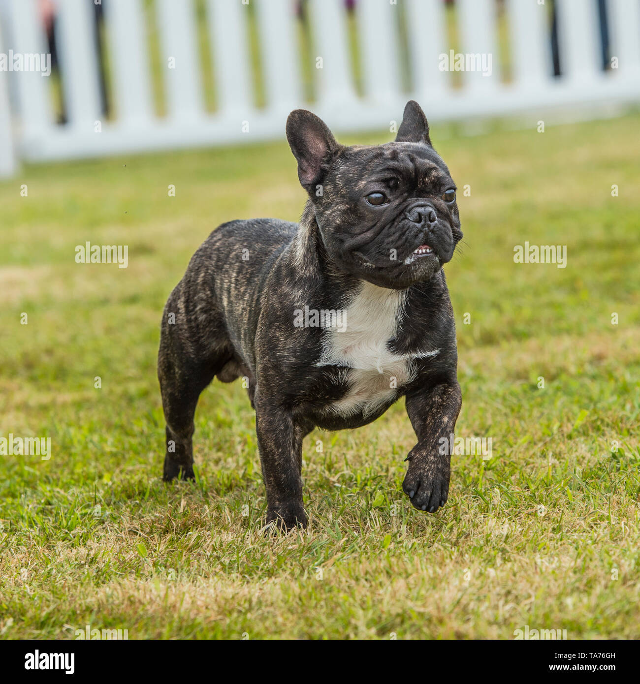 Bouledogue français bringé Banque de photographies et d'images à haute  résolution - Alamy