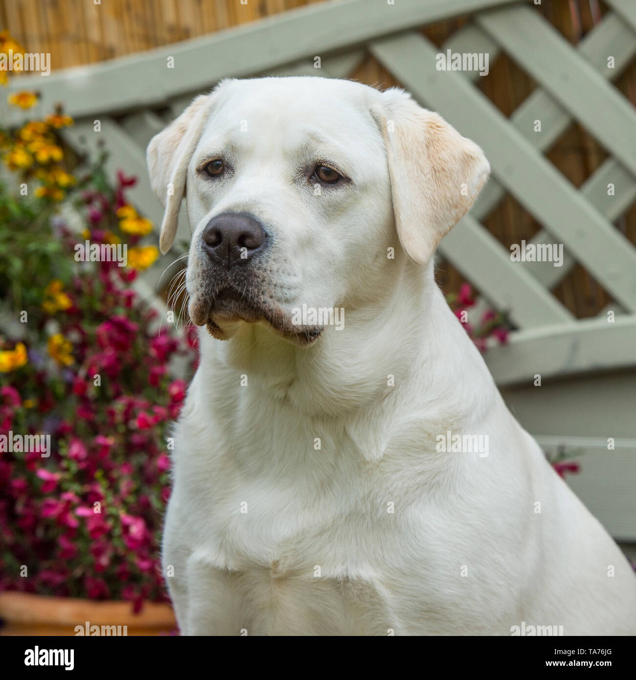 Labrador Retriever jaune Banque D'Images