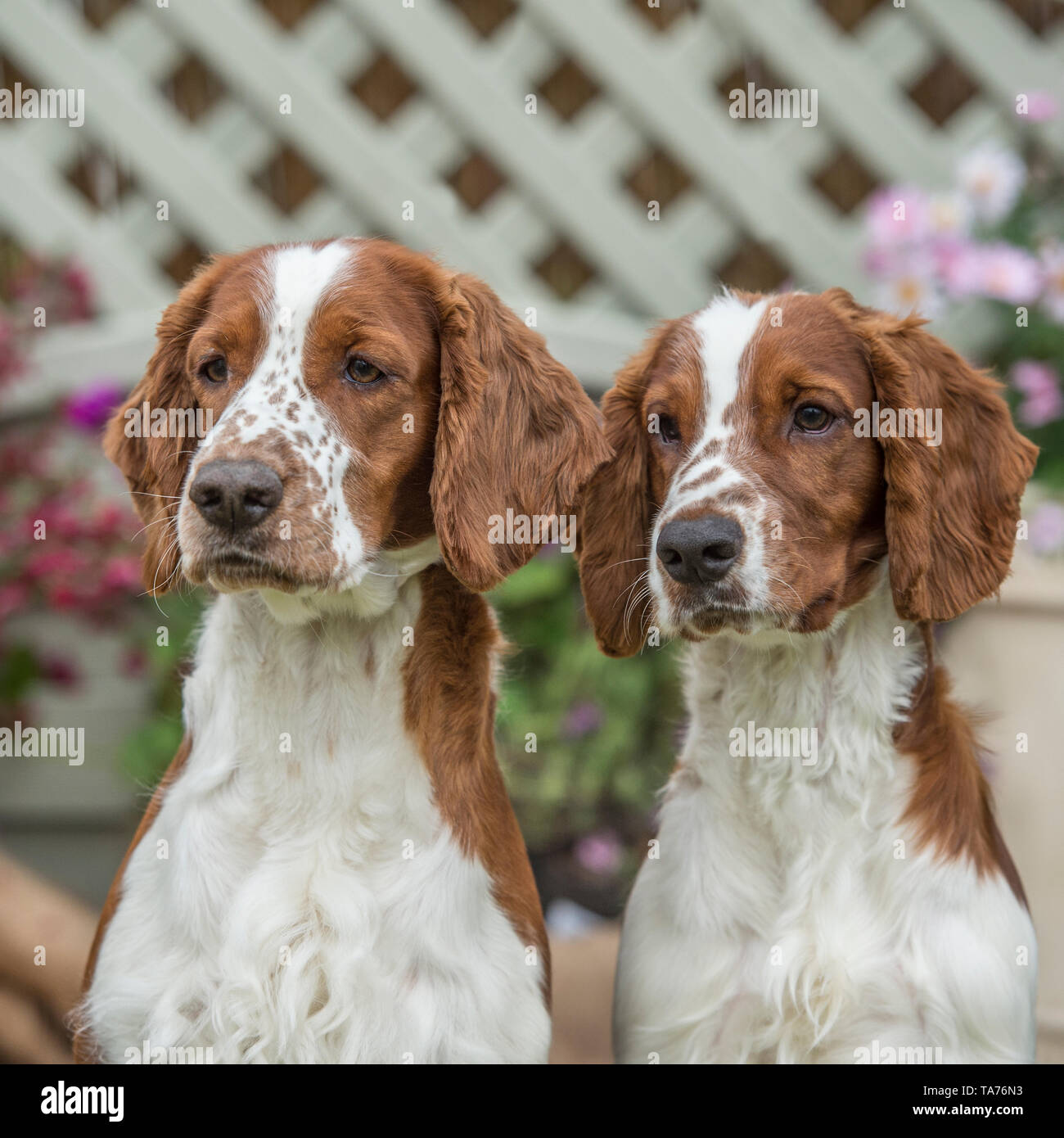 Welsh Springer Spaniels Banque D'Images