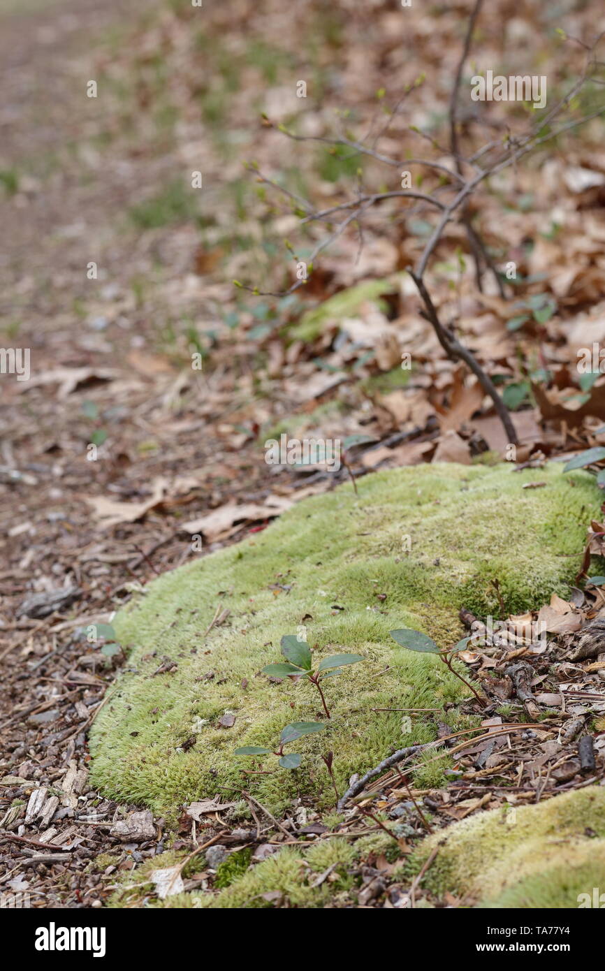 Grande tache de lumière vert mousse sur un sol forestier Banque D'Images