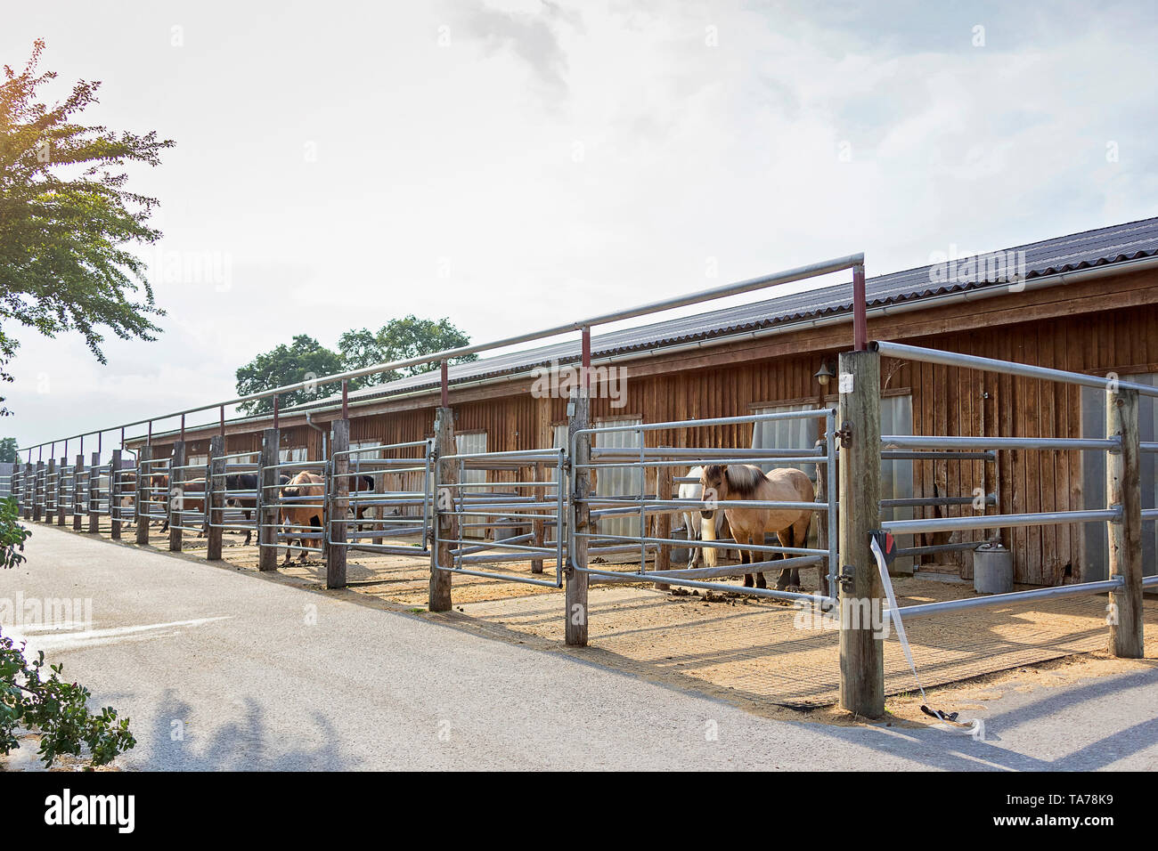 Chevaux Islandais dans un mini-enclos. L'Autriche Banque D'Images