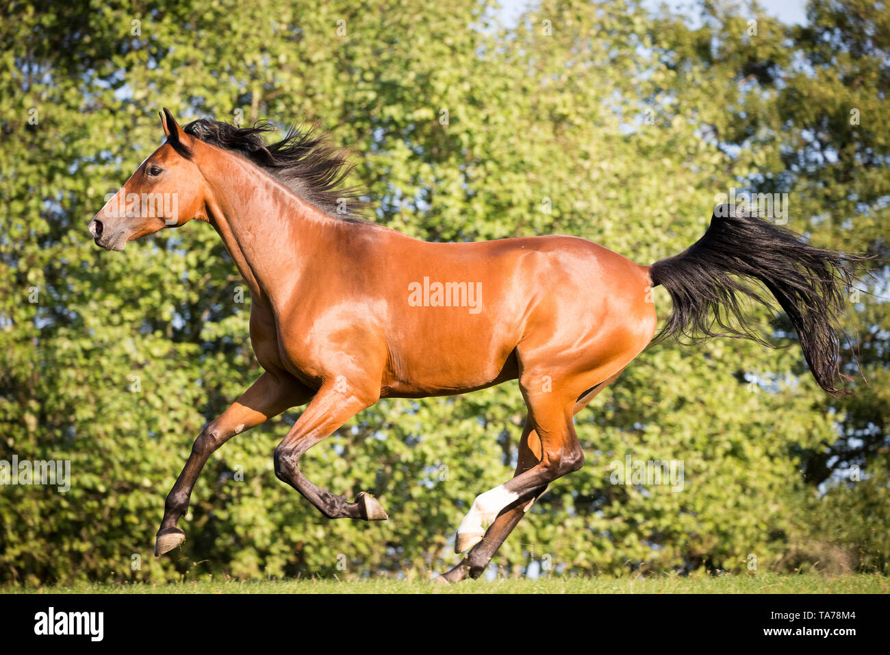 Oldenburg Horse. Bay sur un pâturage galopante adultes. Allemagne Banque D'Images
