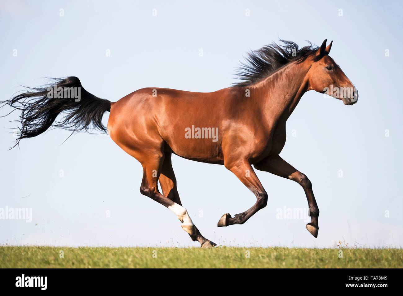 Oldenburg Horse. Bay sur un pâturage galopante adultes. Allemagne Banque D'Images