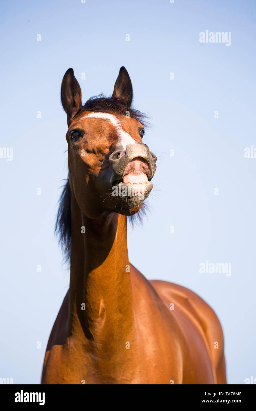 Oldenburg Horse. Le flehmen adultes faisant de la baie. Allemagne Banque D'Images