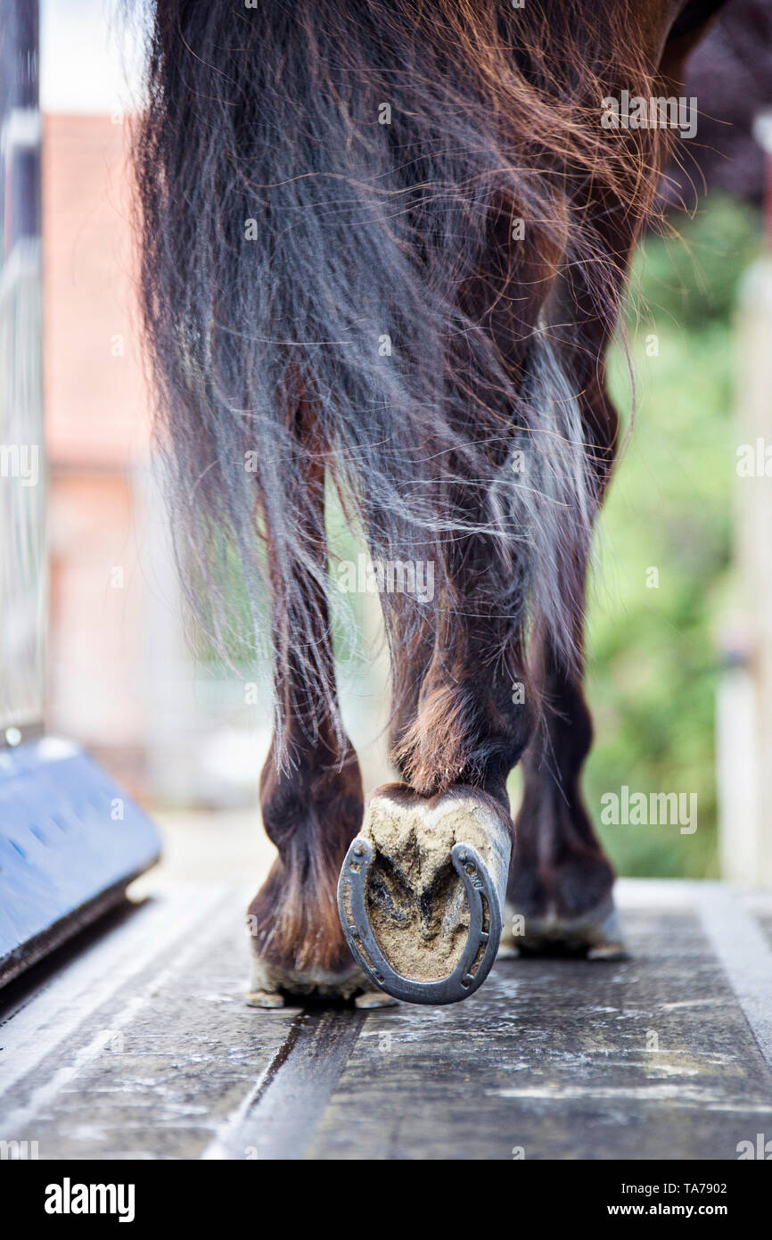 Cheval islandais. Balades dans la baie d'étalon d'un tapis roulant. L'Autriche Banque D'Images