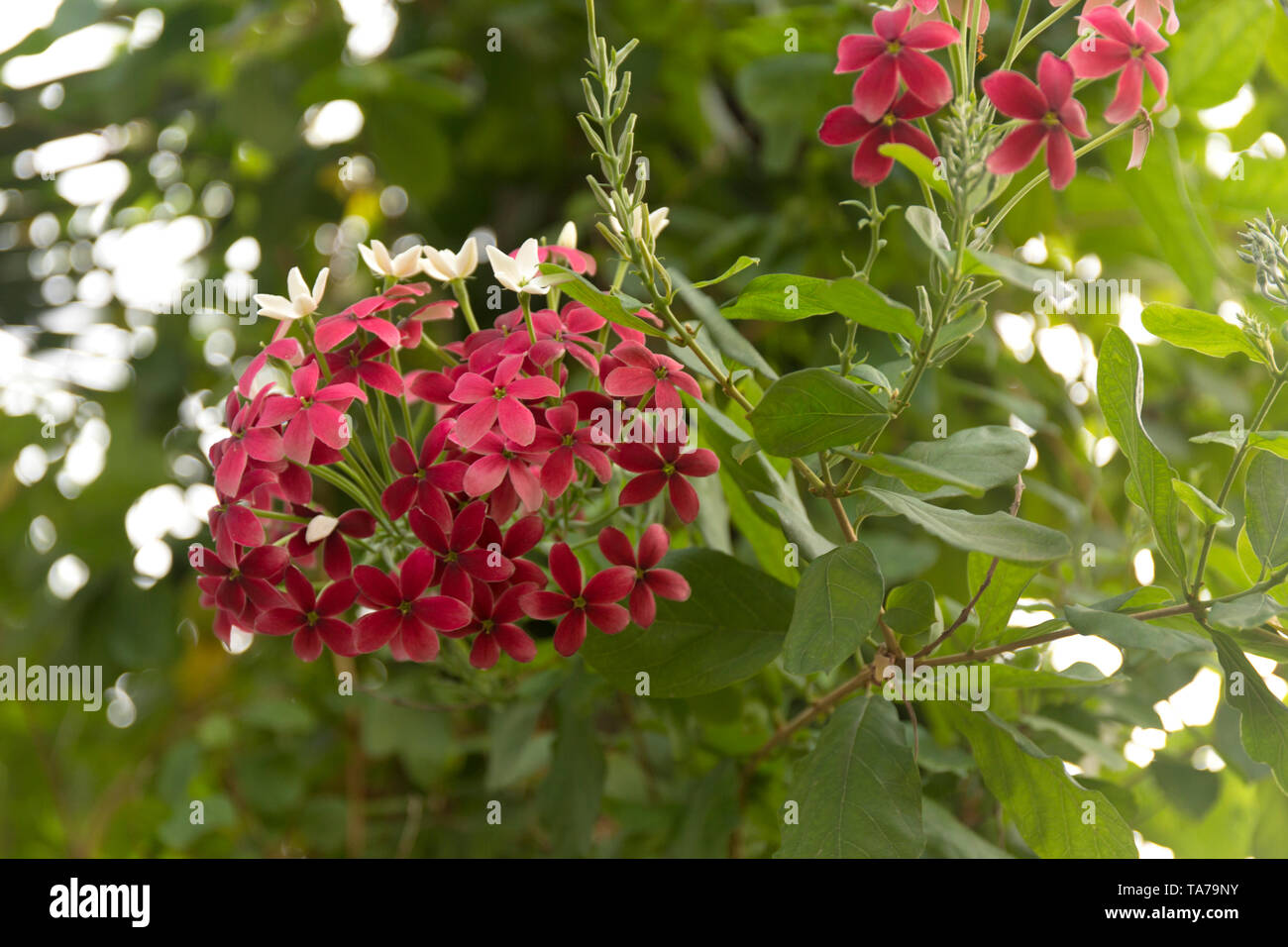 Combretum indicum. Chèvrefeuille chinois fleur sur fond flou. Rangoon  Tropical vin rampante et de fleurs blanches Photo Stock - Alamy