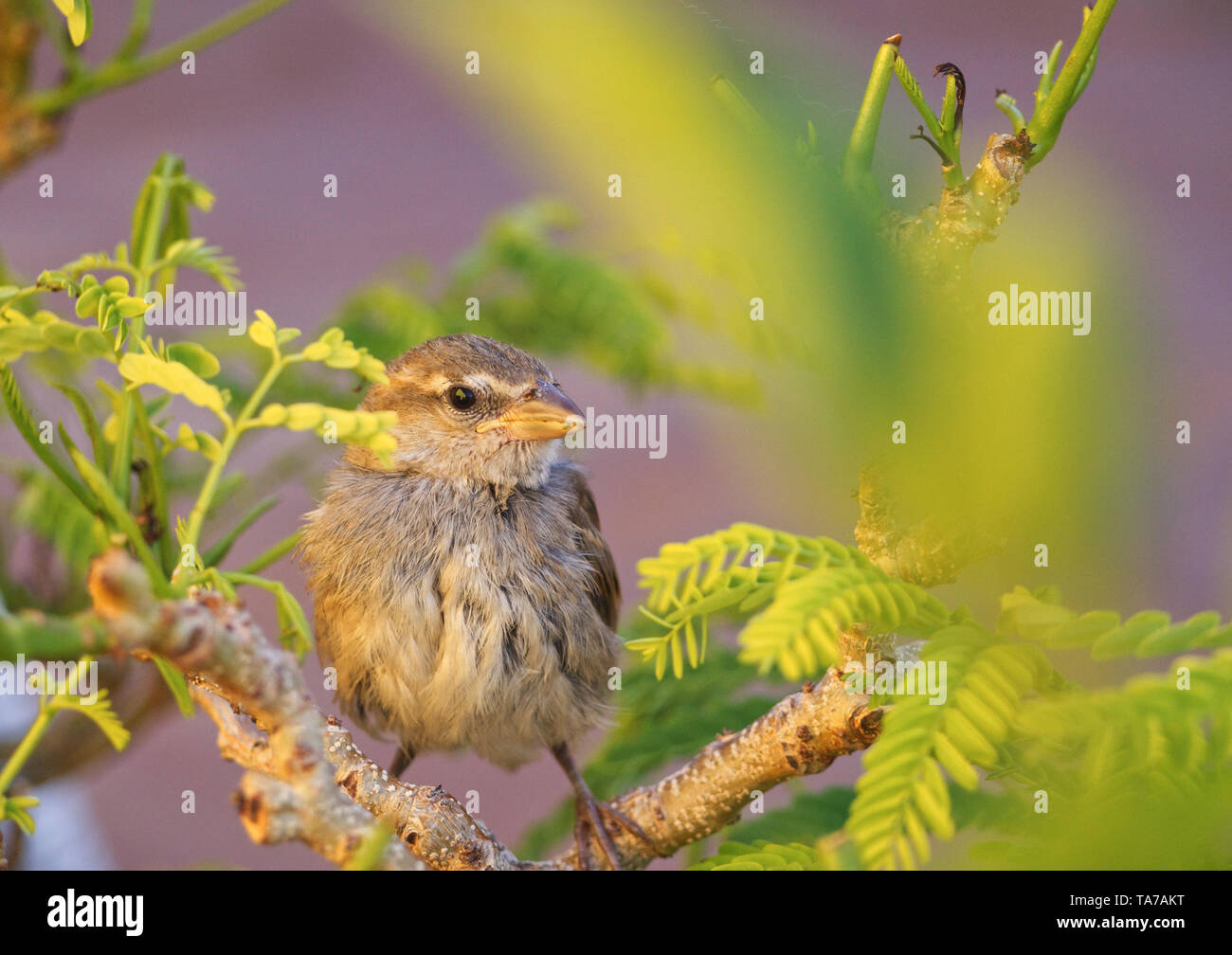 Petit Moineau sur un bonsaï Banque D'Images