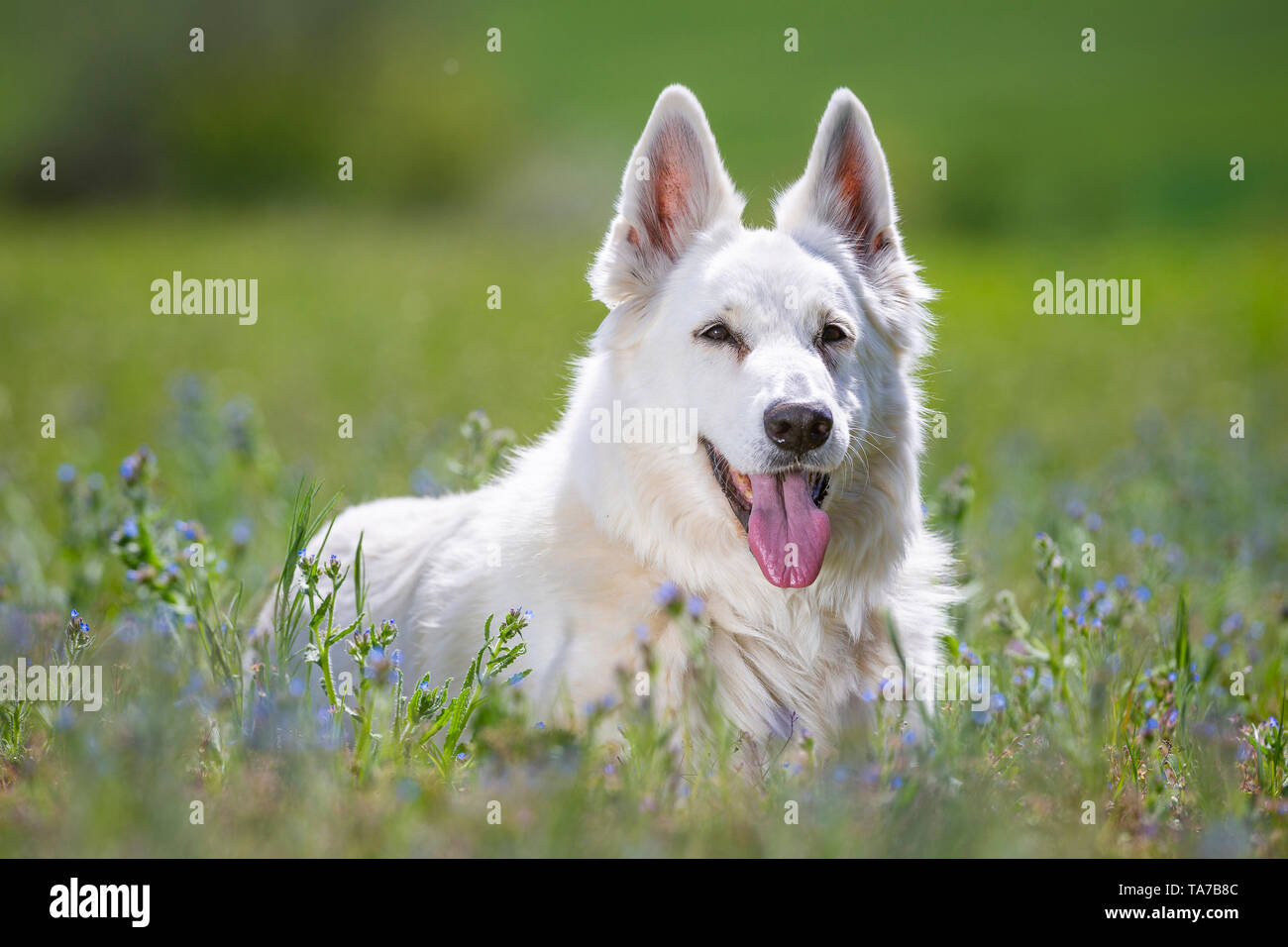 Le Berger Blanc Suisse, Chien de Berger Blanc Suisse. Des profils allongé sur un pré. Allemagne Banque D'Images