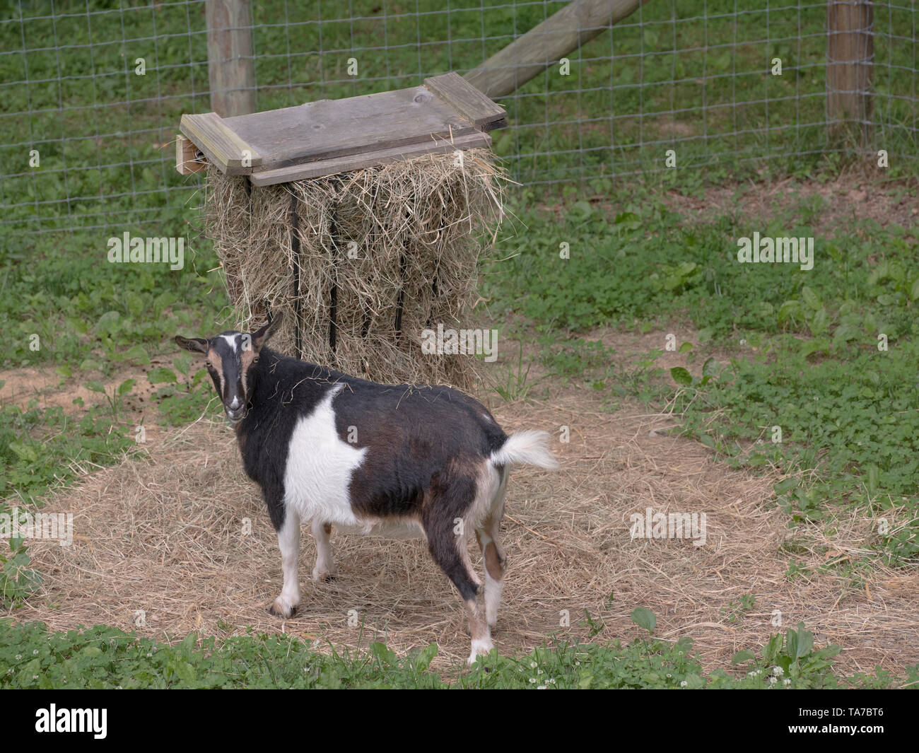 Nigerian chèvres naines à hay hay alimentation du convoyeur. Petite ferme de basse-cour animaux de compagnie. Ferme d'agrément de l'élevage. Banque D'Images