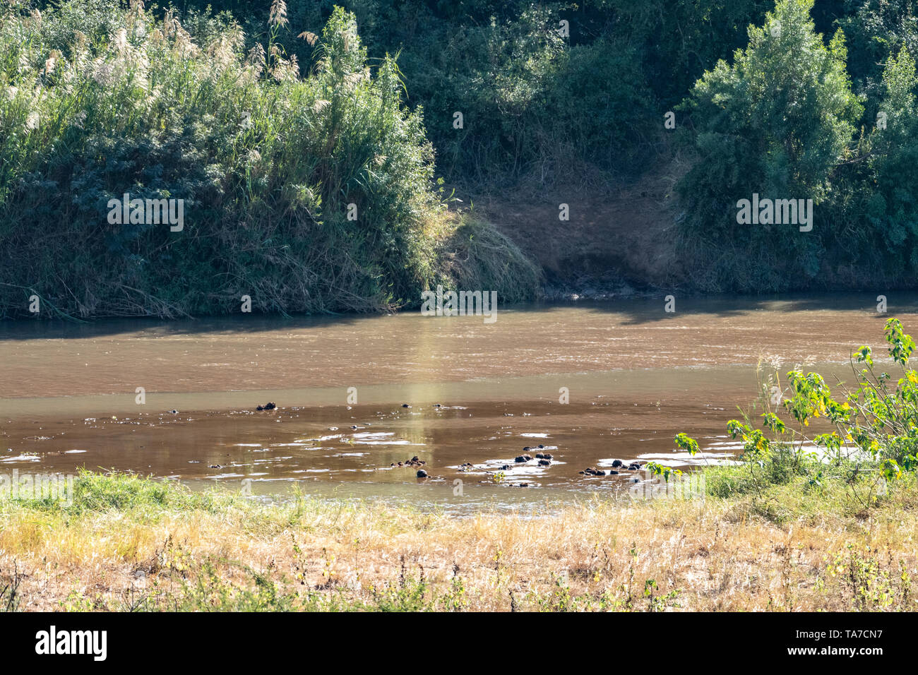Un domaine sur les rives de la rivière Umfolozi noire où les animaux viennent à la rivière pour boire. Banque D'Images