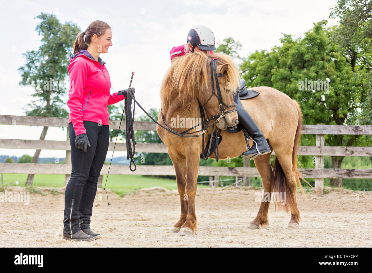 Cheval islandais. La formation d'une jeune jument. Il apprend à accepter la bride, le cheval et le cavalier. L'Autriche Banque D'Images