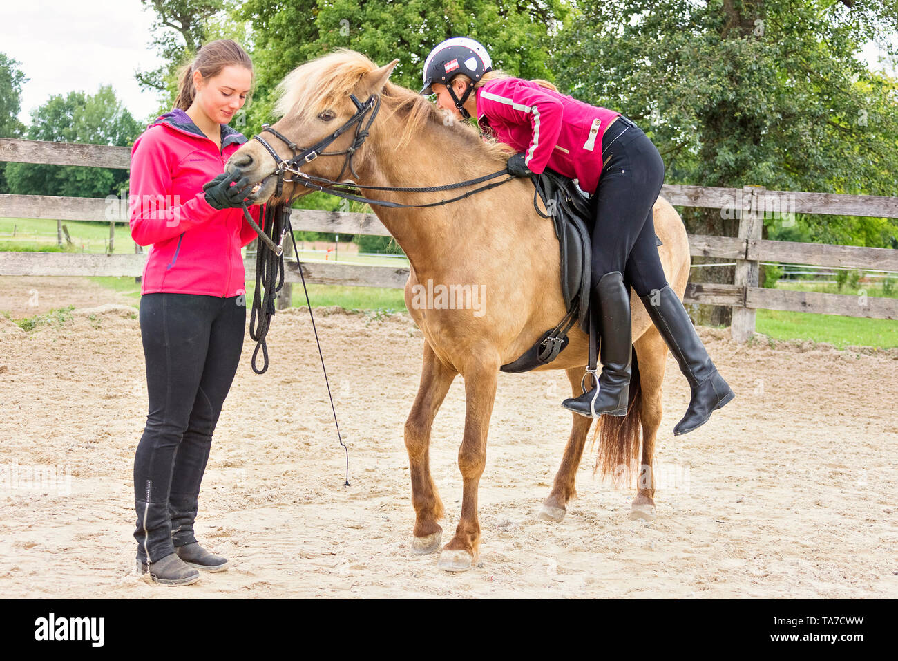 Cheval islandais. La formation d'une jeune jument. Il apprend à accepter la bride, le cheval et le cavalier. L'Autriche Banque D'Images