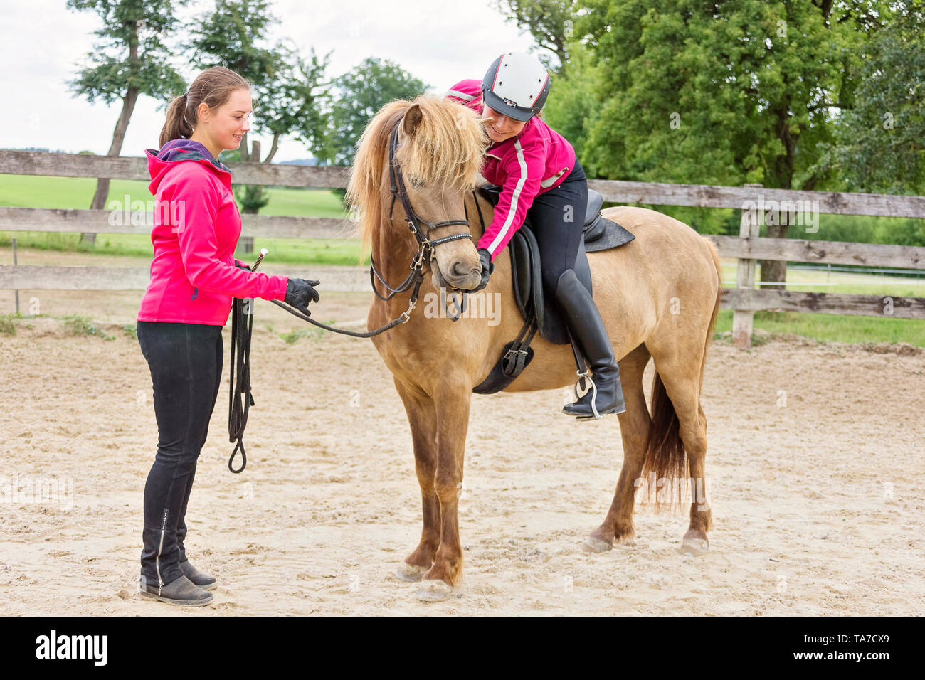 Cheval islandais. La formation d'une jeune jument. Il apprend à accepter la bride, le cheval et le cavalier. L'Autriche Banque D'Images