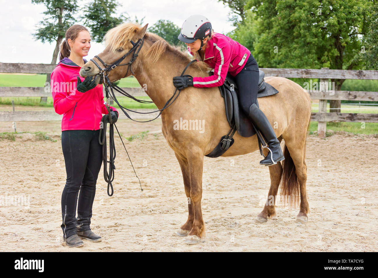 Cheval islandais. La formation d'une jeune jument. Il apprend à accepter la bride, le cheval et le cavalier. L'Autriche Banque D'Images