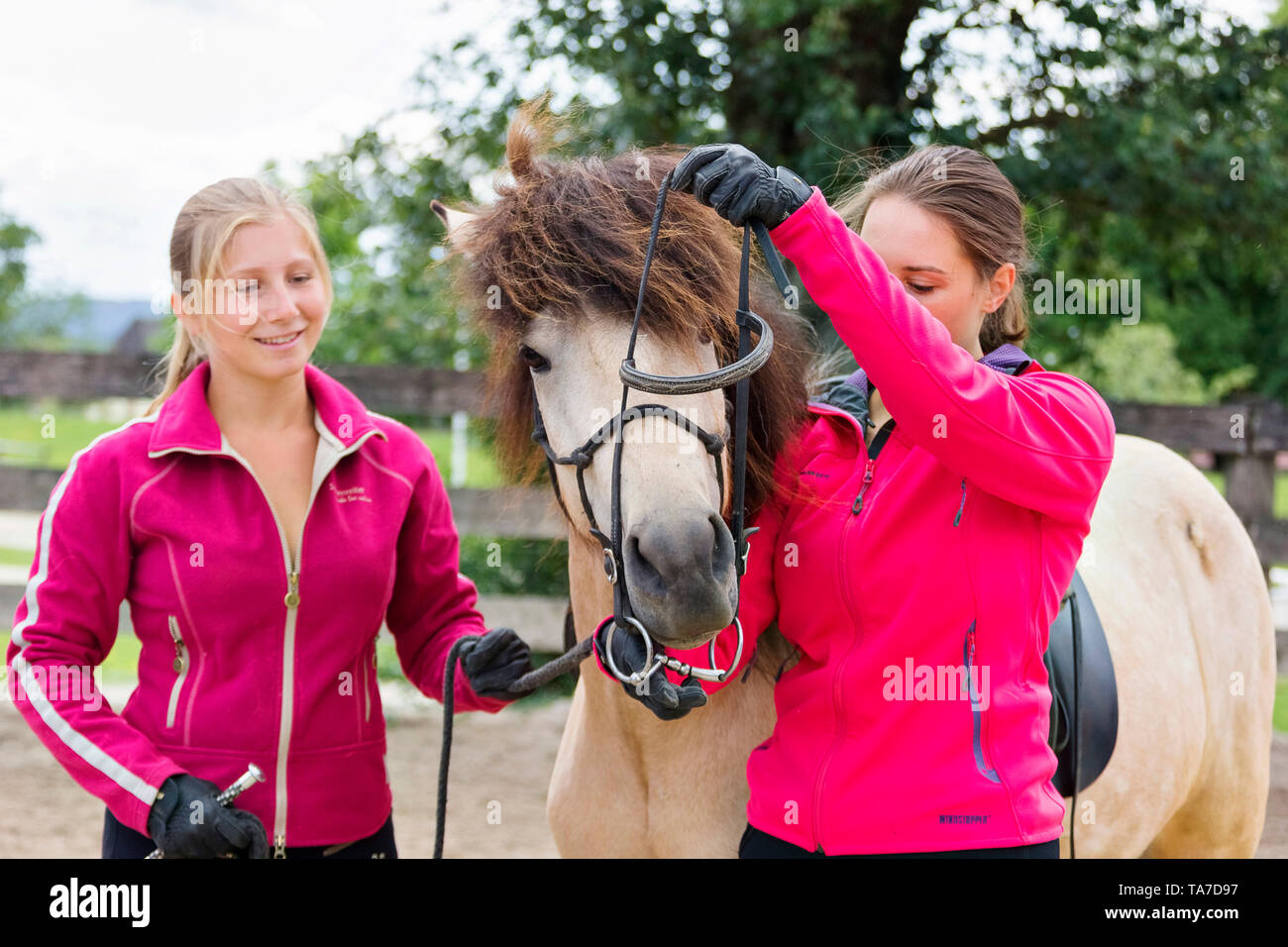 Cheval islandais. La dun horse formés pour accepter le mors. L'Autriche Banque D'Images