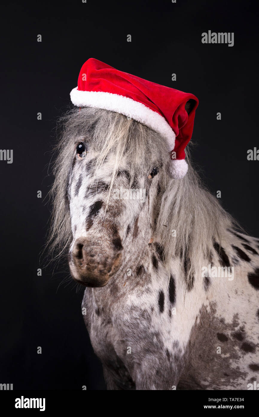 Appaloosa miniature. Portrait de cheval adulte, wearing Santa Claus hat. Studio photo sur un fond noir. Allemagne Banque D'Images