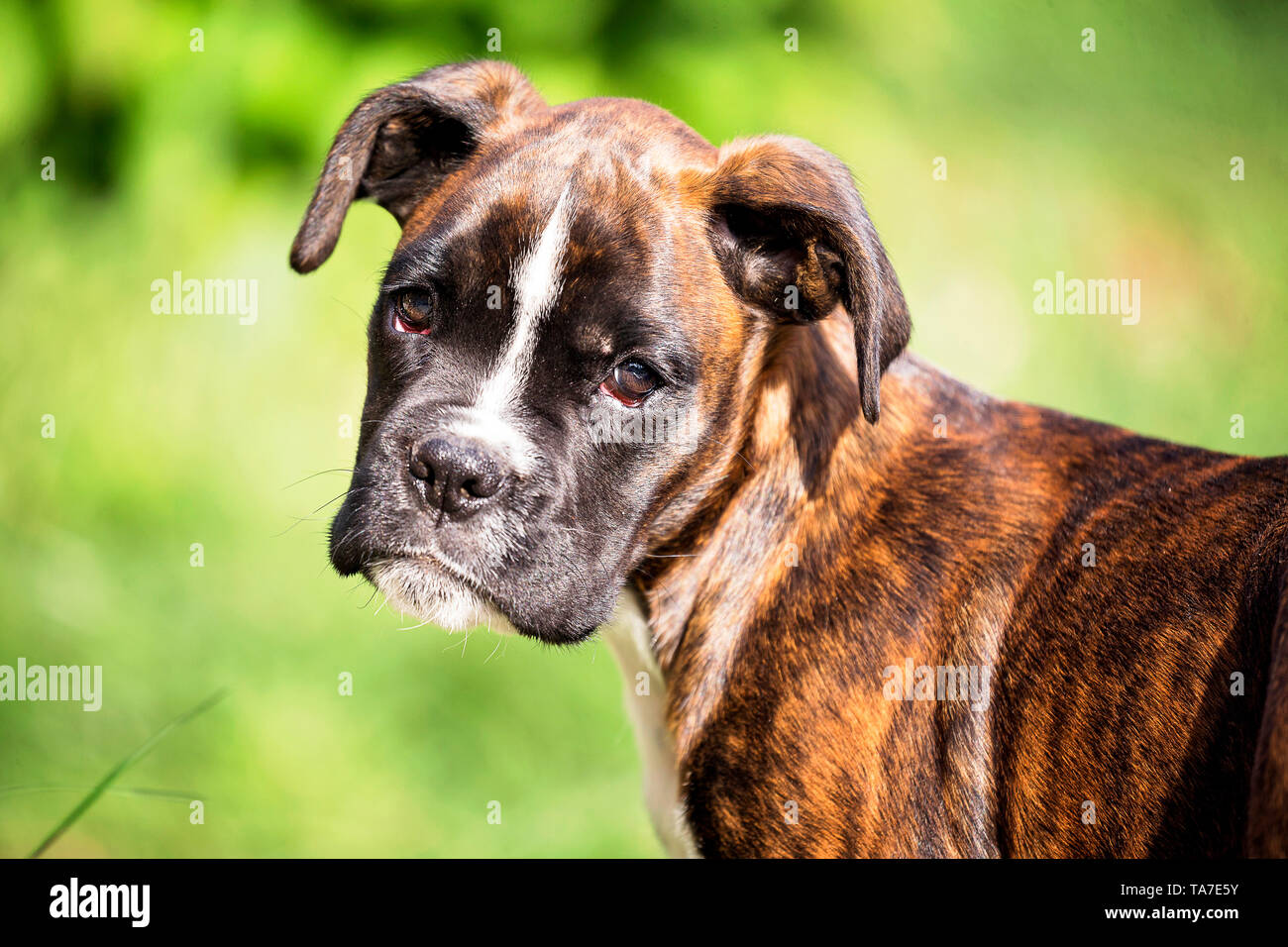 Boxeur allemand. Portrait d'un chiot. Allemagne Banque D'Images