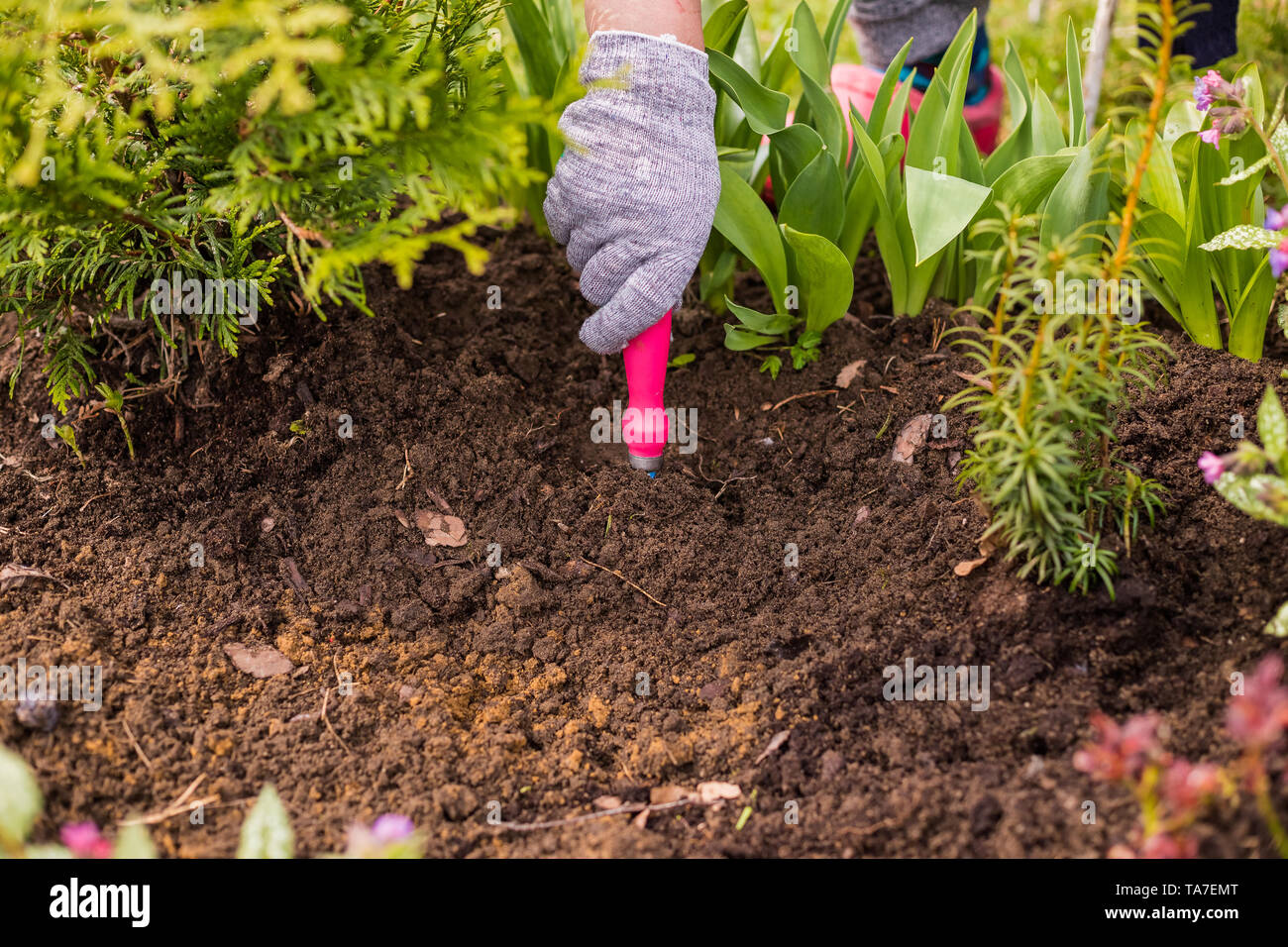 View of a woman's hand sarcler les mauvaises herbes dans le jardin sur une chaude journée d'été, à désherber le jardin, l'herbe et de nettoyage dans le jardin au printemps le sol Banque D'Images