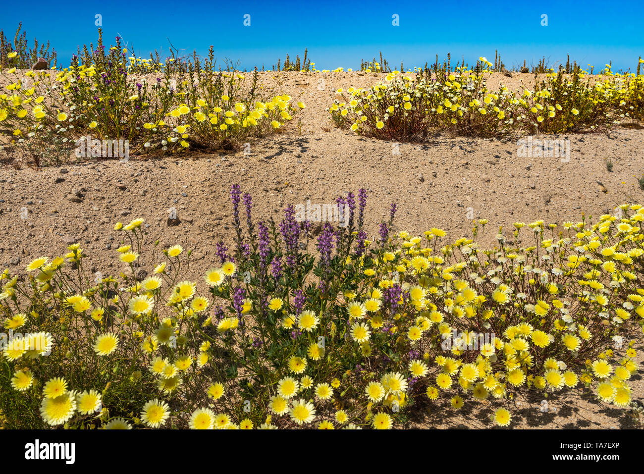 Floraison de fleurs sauvages du désert le long de la Route 66 dans le désert de Mojave, Californie, USA. Banque D'Images