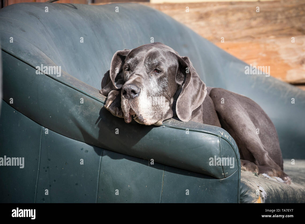 Dogue Allemand. Vieux chien couché sur un fauteuil. Allemagne Banque D'Images