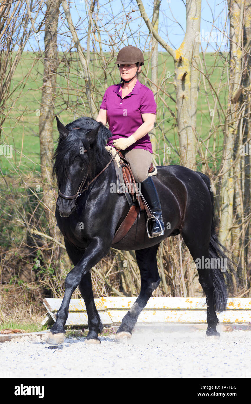 Cheval Espagnol pur, andalou. Black Stallion avec rider dans un trot, épaule-mouvement. Allemagne Banque D'Images