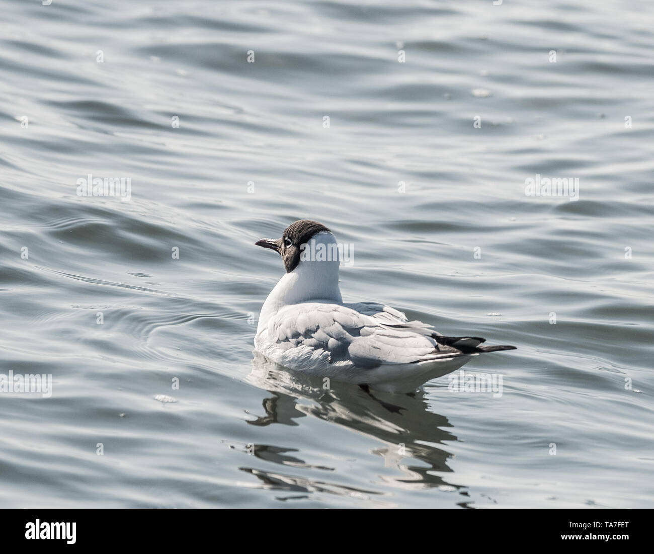 Le Lac de la rivière Gull (mouette, Goéland) (Chroicocephalus ridibundus) Banque D'Images