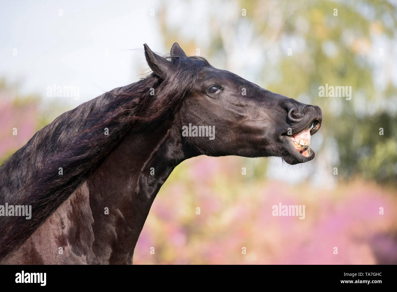 Cheval frison. Hongre noir faisant le flehmen sur un pâturage. Allemagne Banque D'Images
