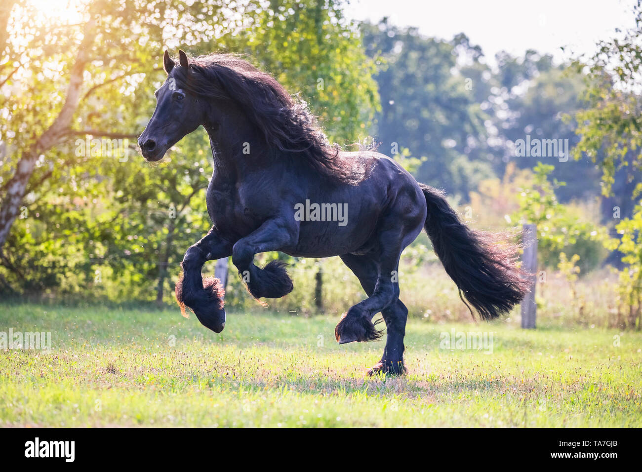 Cheval frison. Black Stallion galoper sur un pâturage. Allemagne Banque D'Images