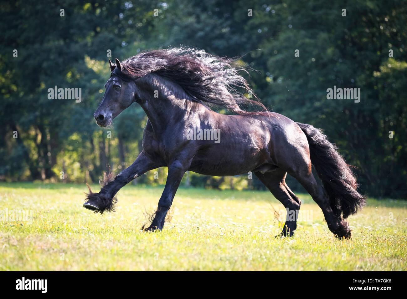 Cheval frison. Black Stallion galoper sur un pâturage. Allemagne Banque D'Images