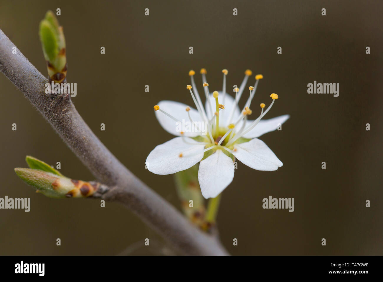 Prunellier, prunelle (Prunus spinosa), rameau en fleurs. Allemagne Banque D'Images